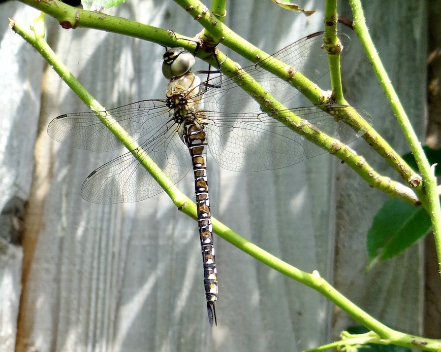 migrant hawker